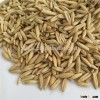 Hulled oat with high test weight and competitive price