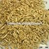 competitive price oats with premiun grade