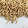 milling oat with best price