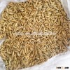 Grades of animal feed oats price