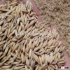 hulled oats in bulk