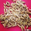 oat for food on sale