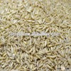 2014 wholesale oats with competitive price