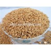 2014 unhulled oat raw oats price can be good