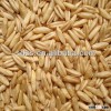 hulled bulk oats with competitive price