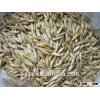 white organic oats for horses