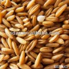 brown oats with high quality from Canada