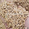 2015 best price wholesale oats for sale