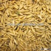 good quality oat hot selling