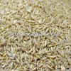 hulled naked oats with competitive price