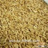 2014new bulk hulled naked oats with high grade