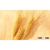 Quality Wheat / Durum Wheat / Milling Wheat Ukraine Wheat grain