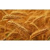 Ukraine Wheat