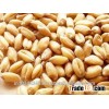 Durum Wheat