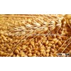 ..Non-GMO Soft Milling Wheat for Human Consumption//Wheat for Human Consumption