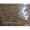 Indian Hard Milling Wheat