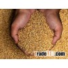 Quality Bakery Wheat and Wheat Flour