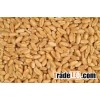 Soft milling wheat