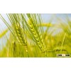 Quality Wheat / Milling Wheat Ukraine