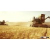 Ukraine fodder Wheat, forage wheat, animal wheat grain