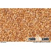 Teff ORGANIC grain