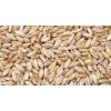 Durum Wheat