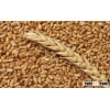 Wheat Grain