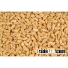 Soft Milling Wheat For Sale