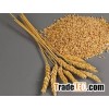 Milling Wheat for sale