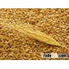 sell wheat and yellow corn origin Ukraine