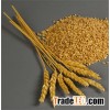 WHEAT: bedosta soft, anadolu hard, durum hard,