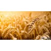 wheat grain, grade 2 harvest in 2015 and new crop