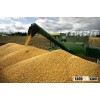 Quality Wheat / Wheat grain / soft wheat / milling/ animal feed / Milling Wheat Ukraine Wheat grain