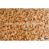 Soft milling wheat for human consumption
