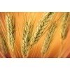 Soft wheat from Kazakhstan 3rd grade