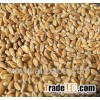 soft milling wheat