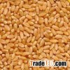 ORGANIC wheat