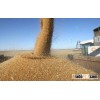 wheat for animal feed
