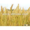 Wheat