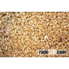 WHEAT GRAINS