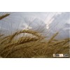 Wheat
