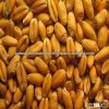Indian Wheat