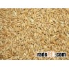 GRADE A WHEAT GRAINS