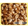 High gluten wheat for best price!