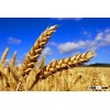 Best quality Ukrainian grain wheat Protein: min 12,5 %