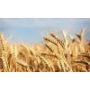 Wheat