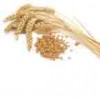 Kazakh origin wheat