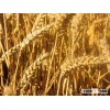 Wheat grain, New crop