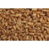 Cattle Feed Wheat