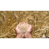 Organic wheat grains